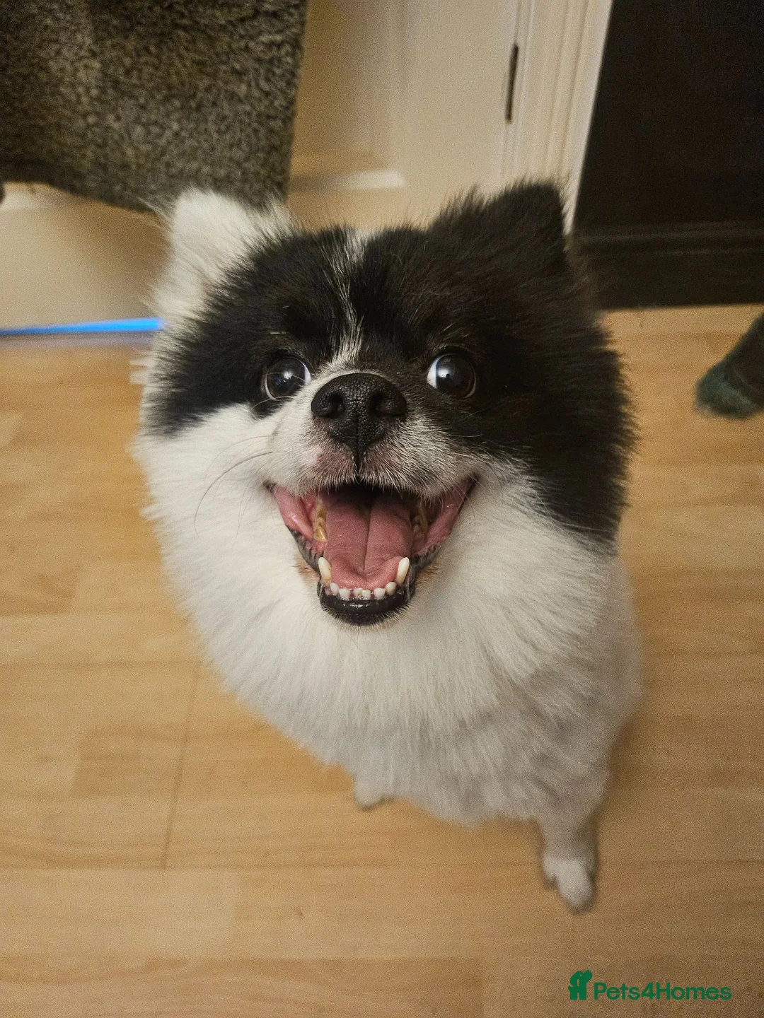 Pomeranian dogs for sale: Ghost - Pomeranian in Halifax - Advert 1