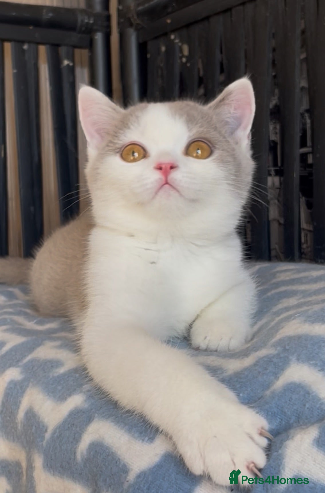 British Shorthair cats Beautiful BSH champion line lilac white boys  - Advert 2