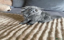 Scottish Fold cats for sale: Scottish fold Longhair - Image 22