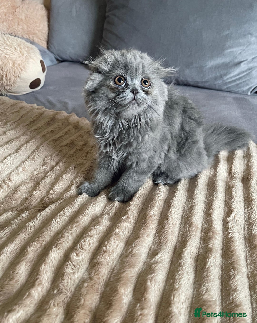 Scottish Fold cats for sale: Scottish fold Longhair - Image 22