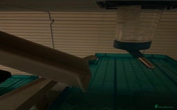 Hamster rodents for sale: friendly Hamster  - Advert 3