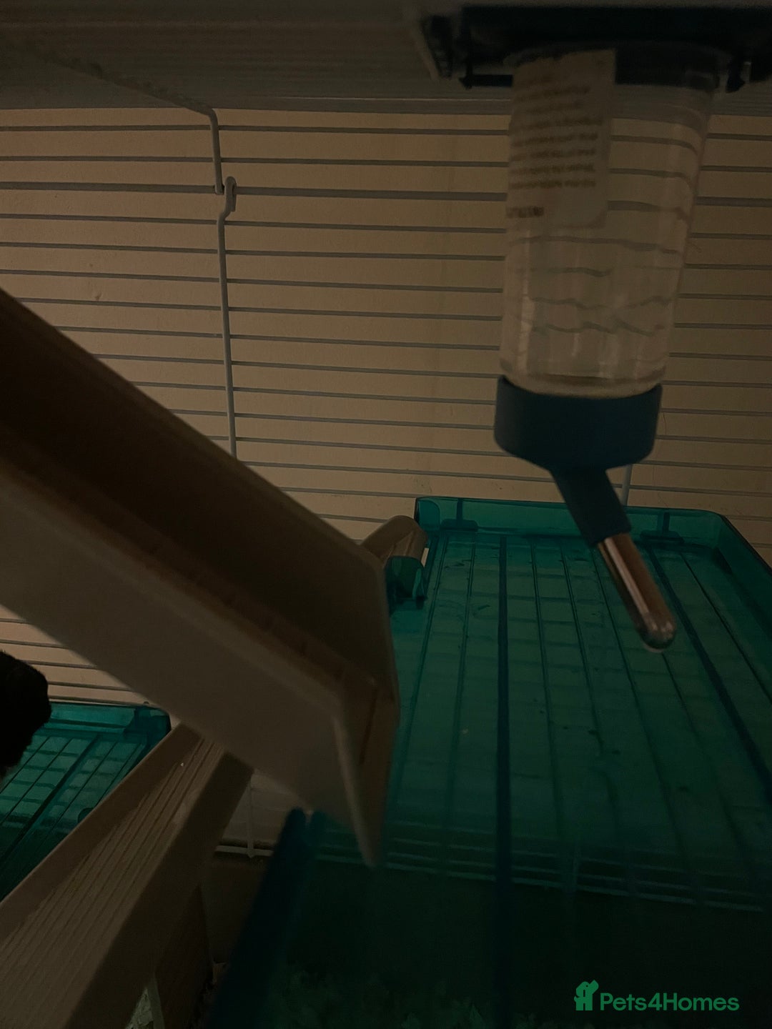 Hamster rodents for sale: friendly Hamster  - Advert 3