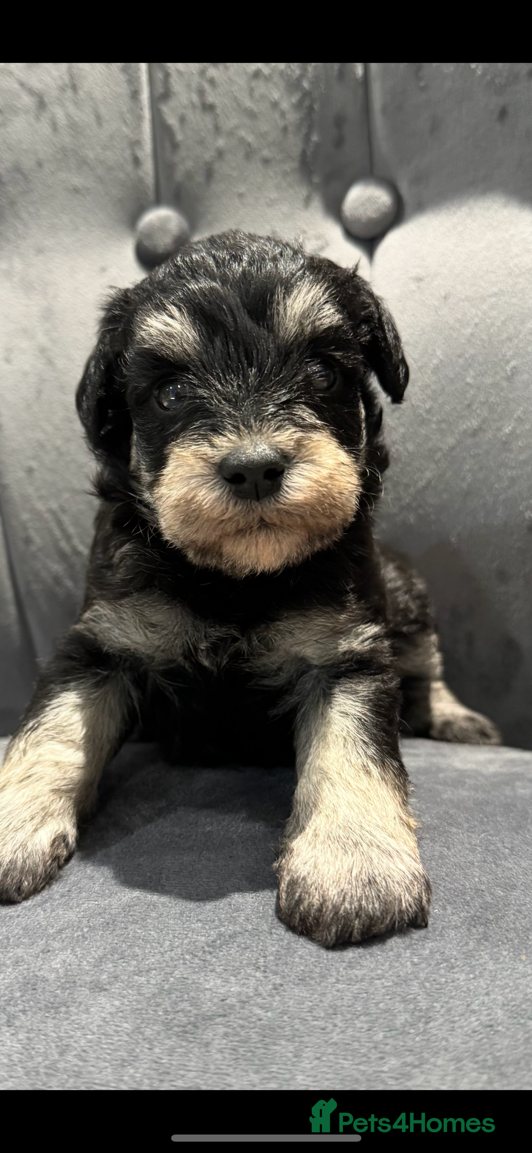 Mixed Breed dogs for sale: Very rare Schnoodle puppies  - Image 8