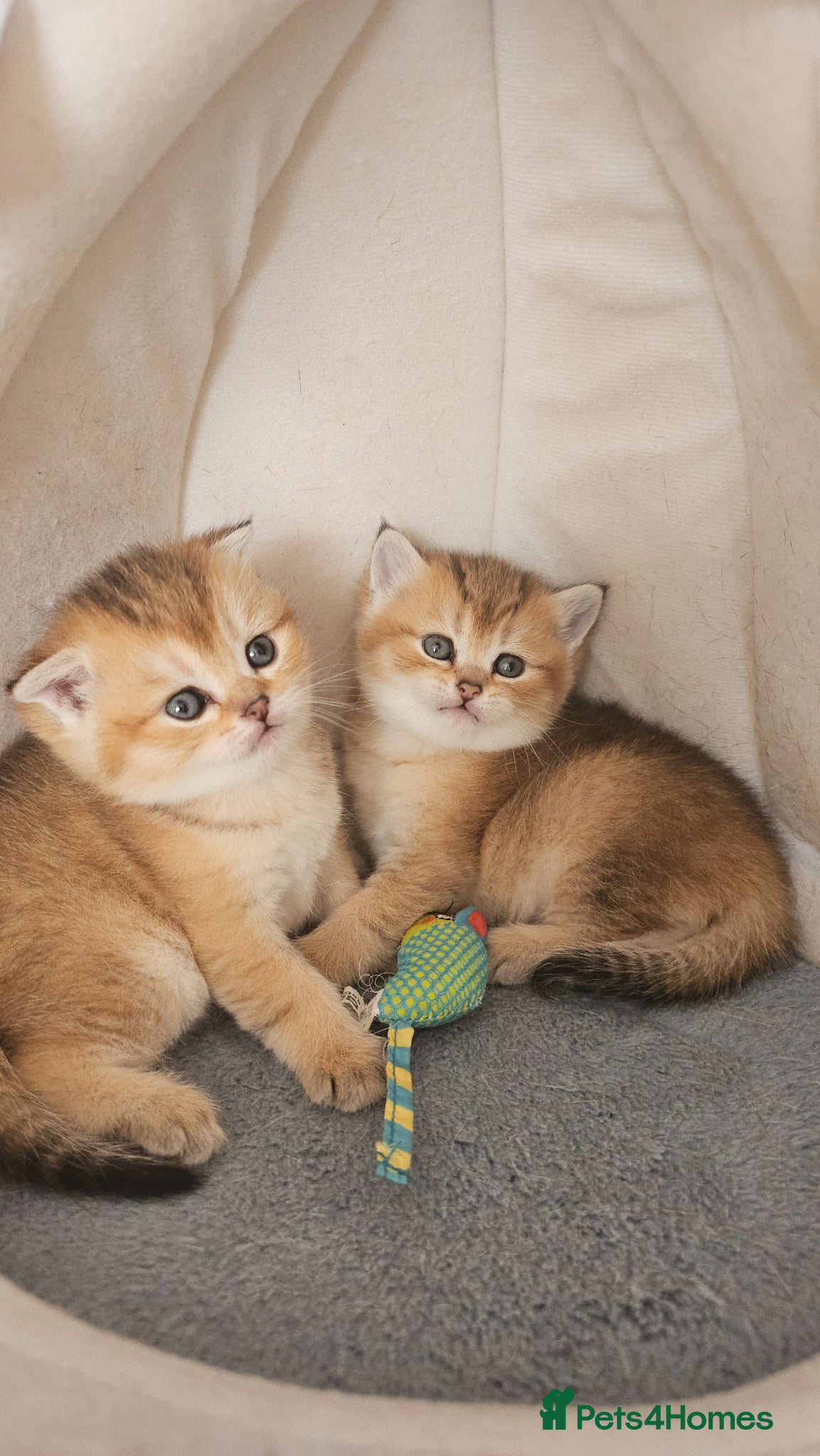 Scottish Fold cats Pedigree SF kittens😻READY FOR RESERVATION - Advert 4
