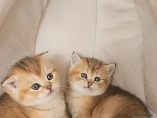 Scottish Fold cats Pedigree SF kittens😻READY FOR RESERVATION - Advert 4