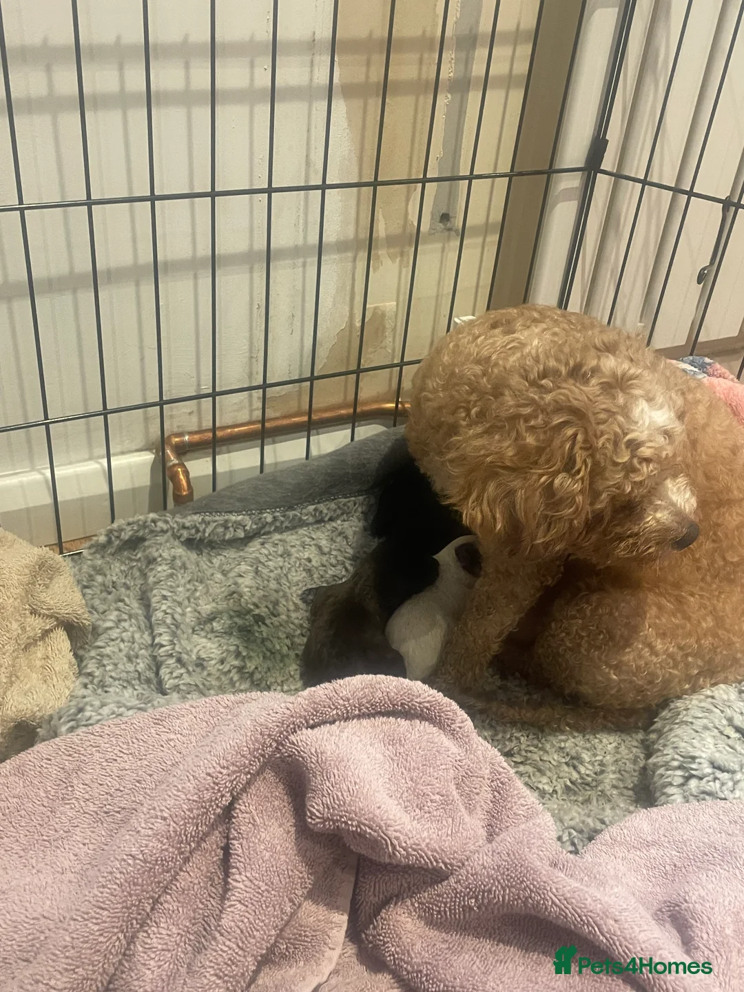 Pomapoo dogs for sale: Wolf sable pomapoos - Advert 9