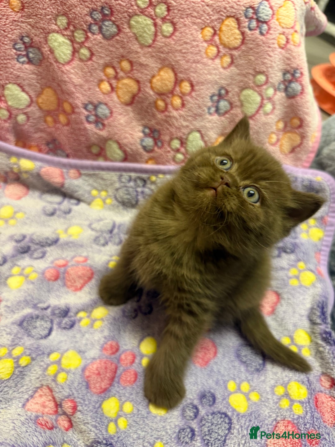 British Shorthair cats for sale: Champion Line British Shorthair Kittens - Advert 9