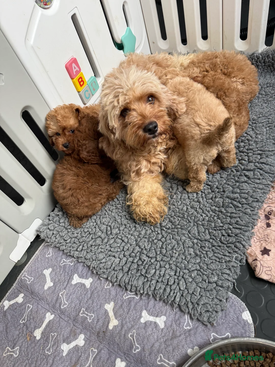 Cavapoo dogs for sale: Cavapoo little bears LICENSED - Advert 9