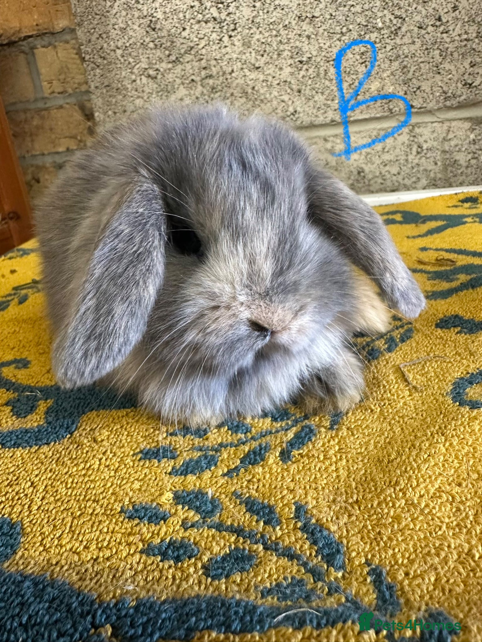 Mini Lop rabbits Mini Lop rabbits For Sale  - Advert 1