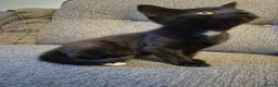 Mixed Breed cats for sale: 7 kittens, half Maine Coon - Advert 2