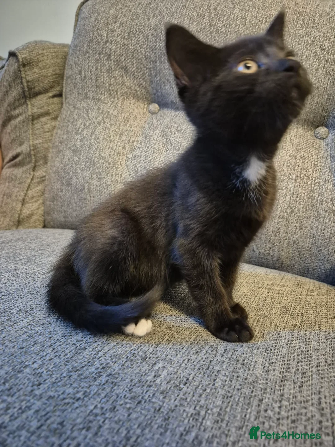 Mixed Breed cats for sale: 7 kittens, half Maine Coon - Advert 2