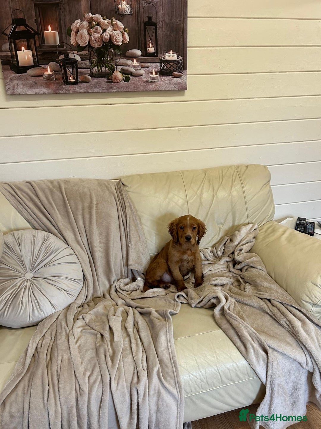 Cocker Spaniel dogs for sale: Beautiful Cocker Spaniel  - Advert 1