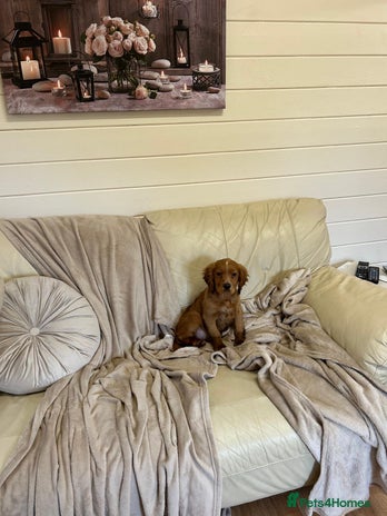 Cocker Spaniel dogs Beautiful Cocker Spaniel - Advert 3