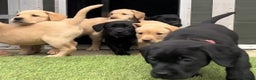 Labrador Retriever dogs for sale: Stunning Labrador puppies for sale - Advert 1