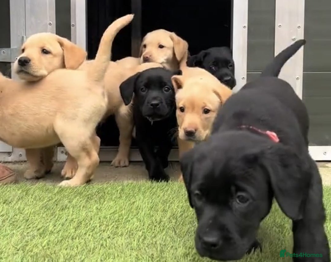 Labrador Retriever dogs for sale: Stunning Labrador puppies for sale - Advert 1
