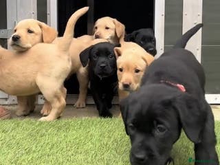 Labrador Retriever dogs Stunning Labrador puppies for sale - Advert 2