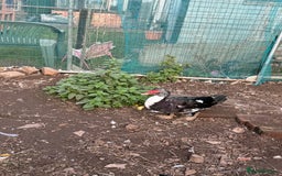 Ducks poultry for sale: Muscovy duck - Image 5