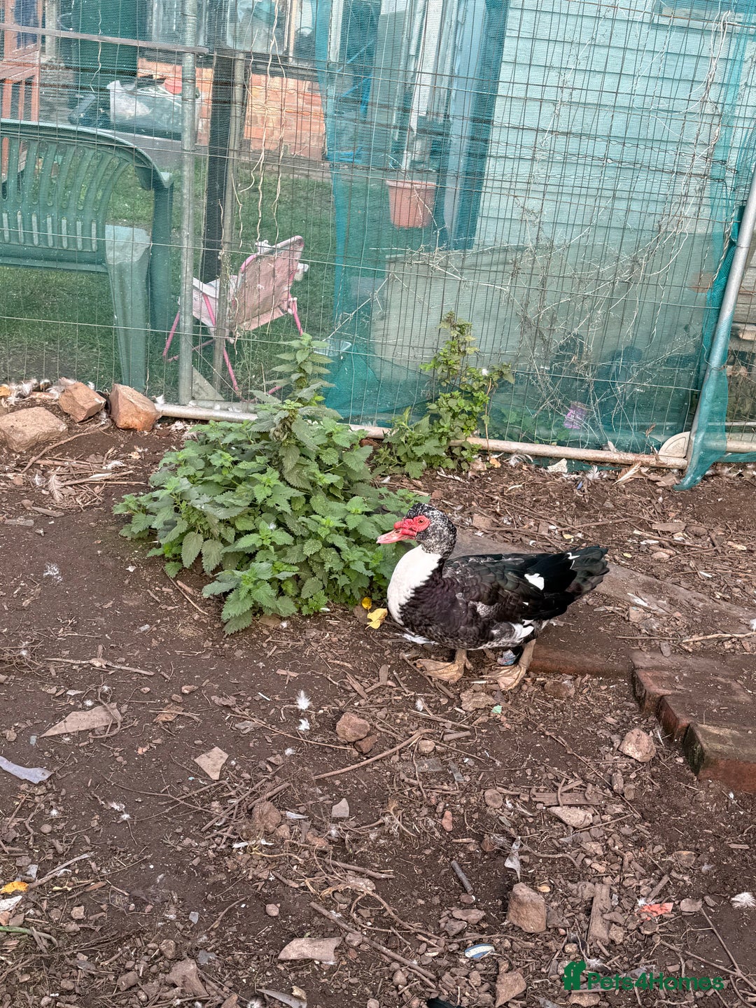 Ducks poultry for sale: Muscovy duck - Image 5
