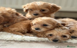 Cavapoo dogs for sale: Apricot Cavapoos - Image 2