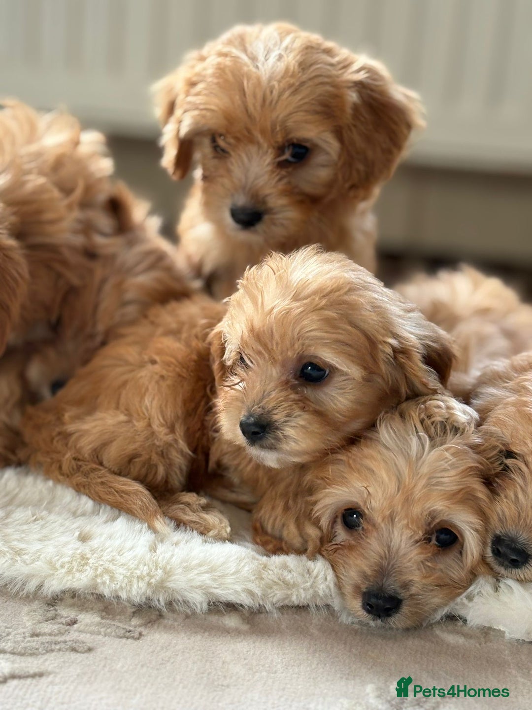 Cavapoo dogs for sale: Apricot Cavapoos - Image 2
