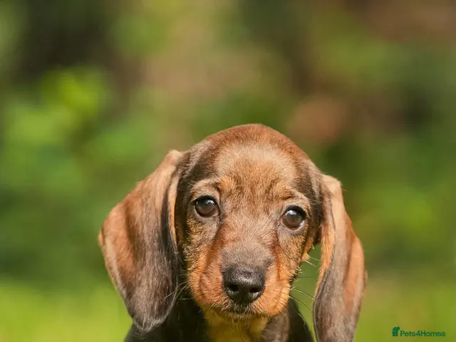 Dachshund dogs for sale: Last Female Wire Haired Dachshund Teckles - Advert 2