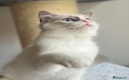 Ragdoll cats for sale: Big, cuddling cat therapist - Image 20