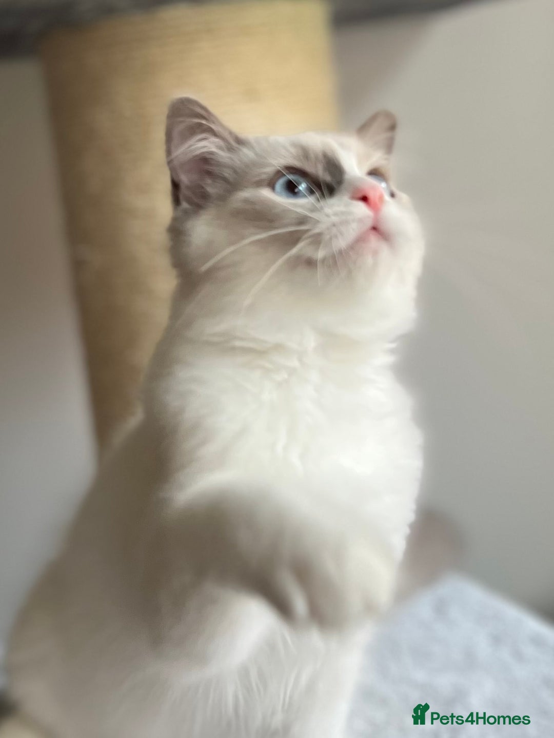 Ragdoll cats for sale: Big, cuddling cat therapist - Image 20