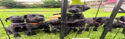 Great Danoodle dogs for sale: Extremely rare greatdoodles ready now  - Advert 9