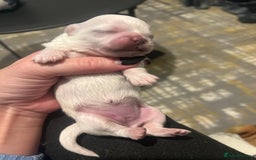 Pekingese dogs for sale: Lovely Pekingese puppies! 🐶❤️ - Image 6