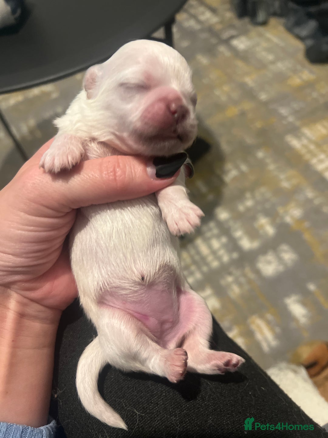 Pekingese dogs for sale: Lovely Pekingese puppies! 🐶❤️ - Image 6