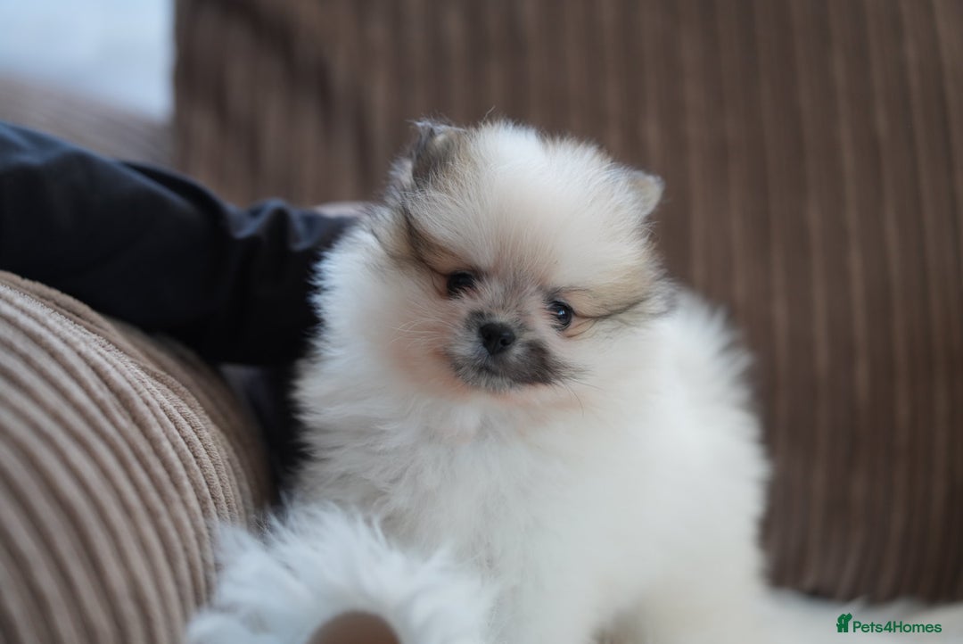 Pomeranian dogs for sale: Two cuties are looking for home  - Advert 14
