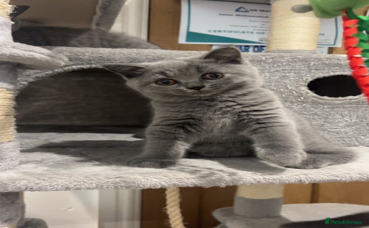 British Shorthair cats - Advert 3