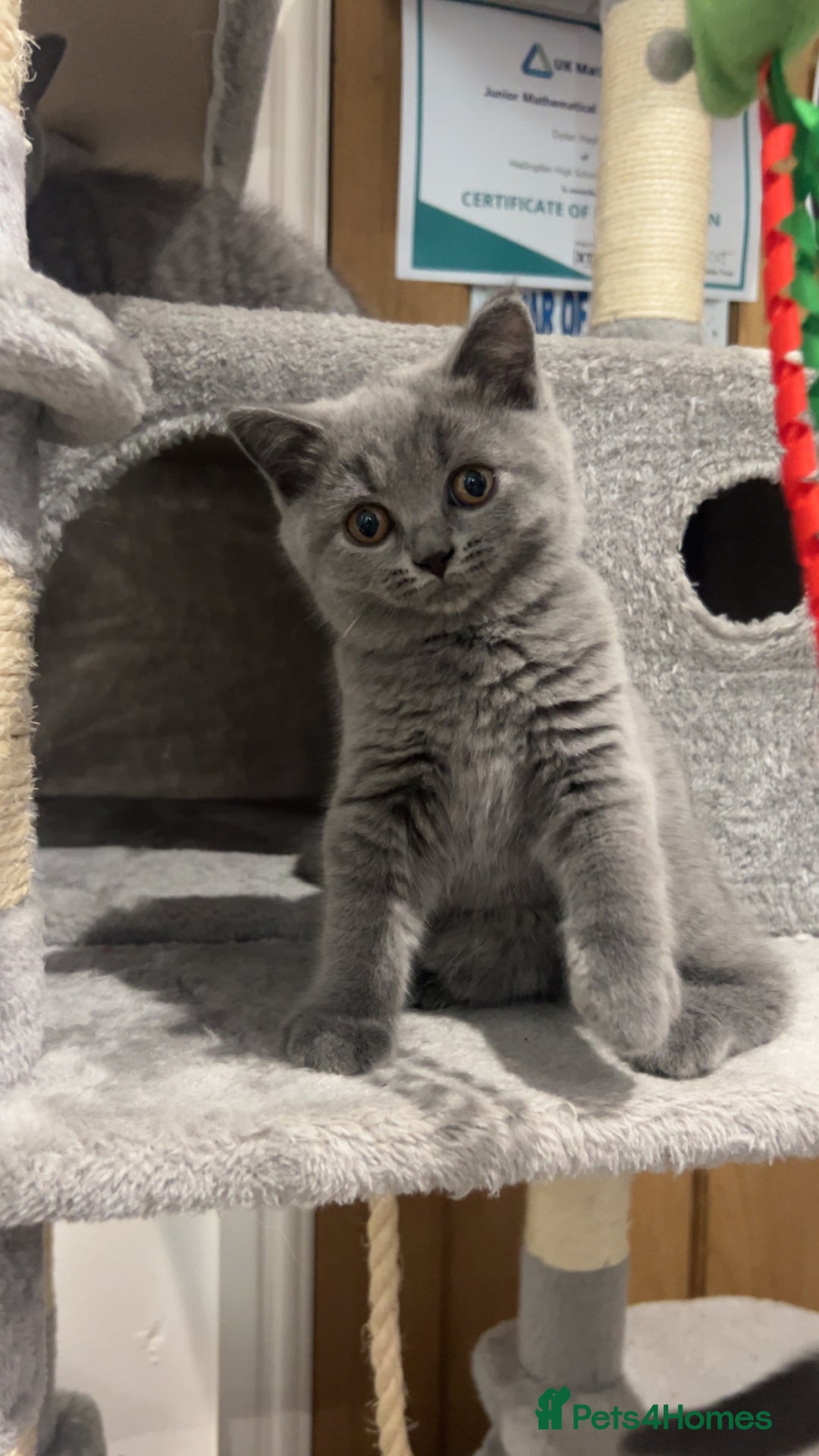British Shorthair cats for sale: Pedigree Blue British Shorthair 💙💙💙💗💗💗💗 - Image 1