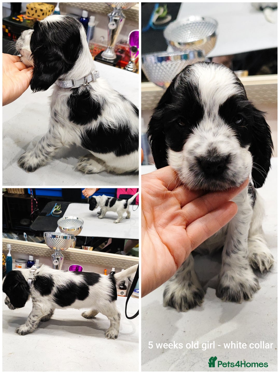 Cocker Spaniel dogs for sale: KC English Show Type Cocker Spaniel Puppies  - Image 15