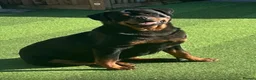 Rottweiler dogs for sale: Not tobe missed Beautiful strong healthy pups  - Advert 3