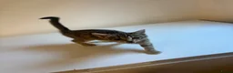 Mixed Breed cats for sale: 9 Adorable Mixed-Breed Kittens for Sale – £90  - Advert 37