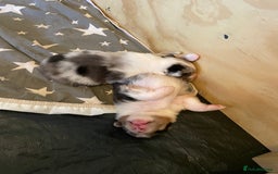 Australian Shepherd dogs for sale: Australian Shepherd puppies - Image 3