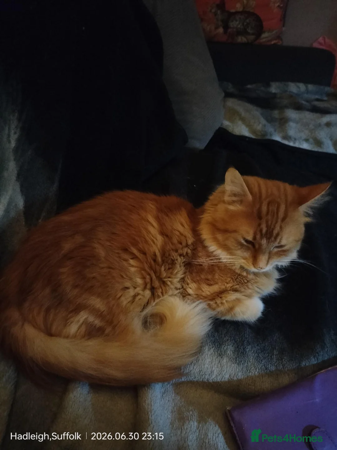 Norwegian Forest Cat cats for sale: OUTGOING FLUFFY DOG & HOOVER PROOF NORWEGIAN X  - Advert 7
