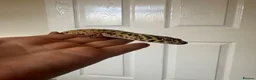 Leopard Gecko reptiles for sale: Peach Fizz the Leopard gecko  in Cwmbran - Advert 1