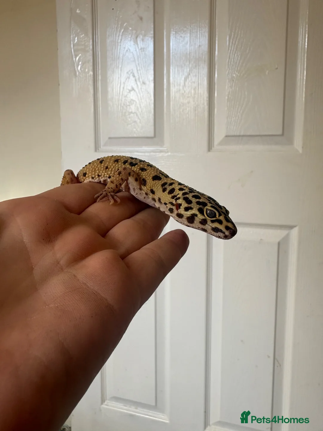 Leopard Gecko reptiles for sale: Peach Fizz the Leopard gecko  in Cwmbran - Advert 1