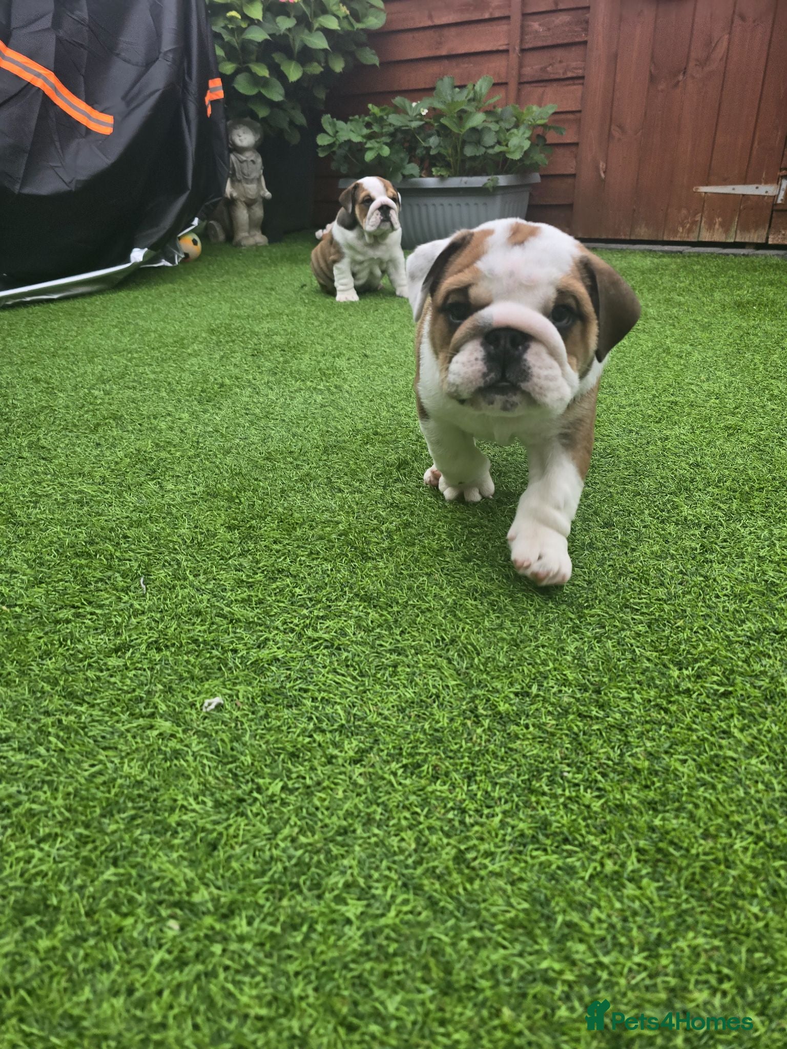 English Bulldog dogs 🐾 Beautiful KC Reg English Bulldog Puppies 🐶 - Advert 1