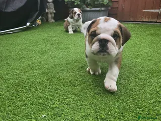 English Bulldog dogs 🐾 Beautiful KC Reg English Bulldog Puppies 🐶 - Advert 1