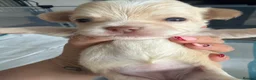 Chihuahua dogs for sale: Beautiful chihuahua puppies - Advert 5