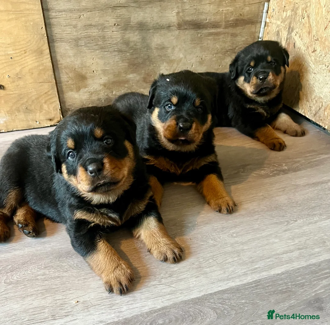 Rottweiler dogs for sale: Rottweiler puppies - KC Registered. in Halstead - Advert 1