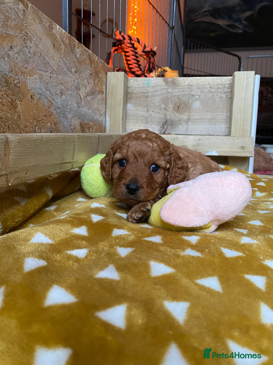 Mixed Breed dogs for sale: Beautiful Cavacockapoo puppies, only two left!  - Advert 3