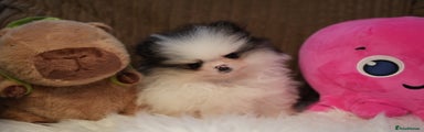 Pomeranian female 