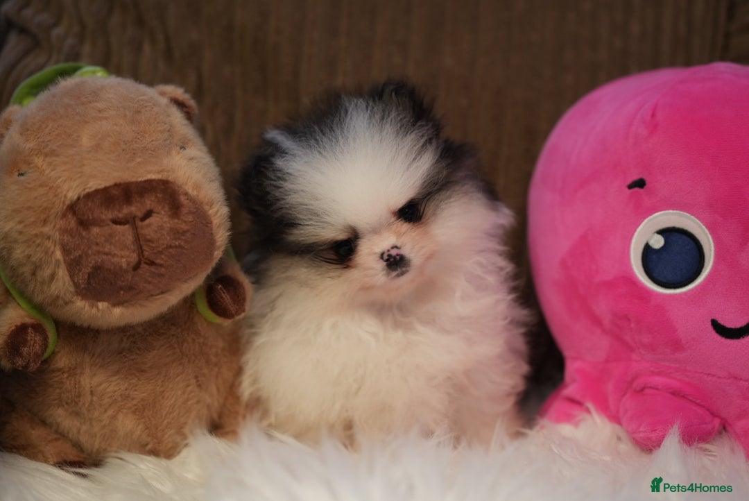 Pomeranian dogs for sale: Tiny pups are ready for new homes - Advert 11