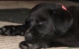 Labrador Retriever dogs for sale: Labrador Pupsfor Sale – Yellow, Chocolate, Black  - Image 8