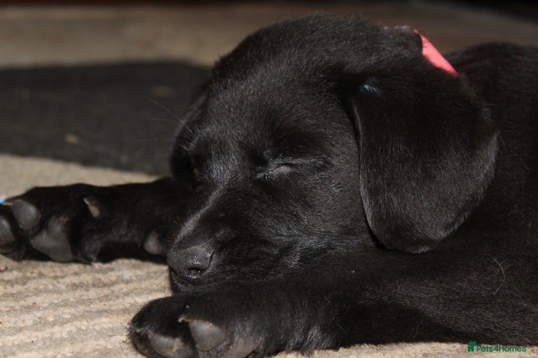 Labrador Retriever dogs for sale: Labrador Pupsfor Sale – Yellow, Chocolate, Black  - Image 8