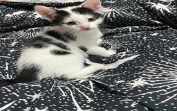 Mixed Breed cats for sale: Beautiful kittens - Image 5